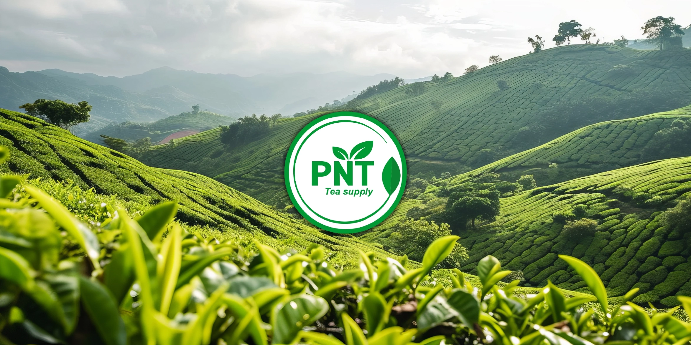 Pech Natural Tea